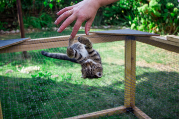 little kitten on the cage playing with the hand
