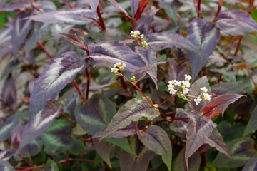 The plant is a mountaineer small-headed (Persicaria) cultivar red dragon with burgundy leaves and...