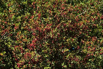 A bush with Cornus Mas fruit