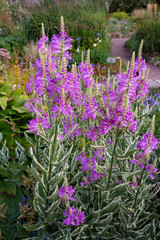 Naklejka premium Pink physiostegia flowers with silver leaves adorn the garden on a summer day.