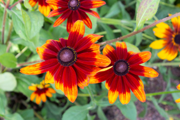 Bright and large flowers of burgundy-orange rudbeckia close-up in the garden.