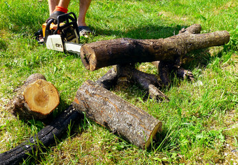 Chainsaw blade cutting log of wood. Close-up of woodcutter sawing old log of wood, chain saw in...