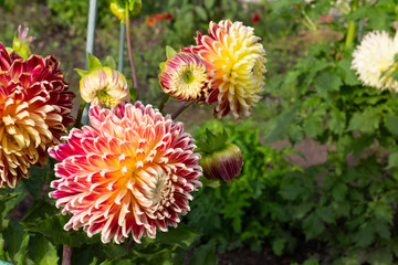 Beautiful multi-color Akita dahlia flowers bloom on a bush on a summer day in the garden. Dahlias similar to chrysanthemums.