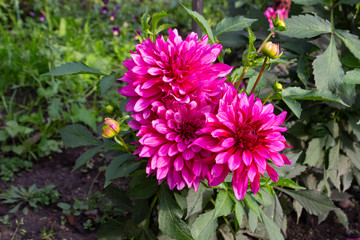 Fototapeta premium Beautiful bush of pink blooming dahlias in the garden on a summer day.