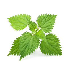 Nettle isolated on white