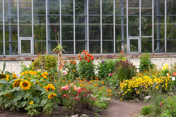 Garden with many flowering dahlia bushes near the greenhouse in the botanical garden