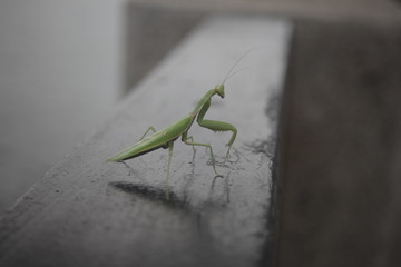 Mantis