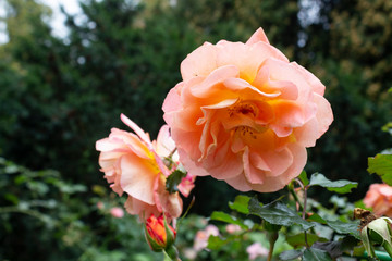 Tea rose, a large orange tea rose flower in the garden.