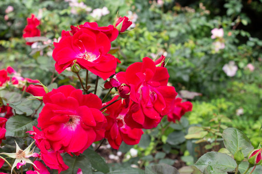 Large red flowers of a semi-climbing rose with the name of the variety Roter Korsar on flexible stems against a background of green leaves in the garden.