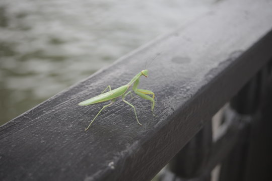 Mantis