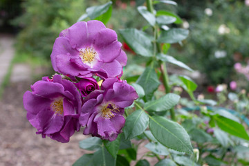 Beautiful lilac flowers of dew variety Blue Rhapsody on a background of green leaves in the garden.