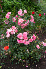 A pink rose bush blooms beautifully with many pink flowers in the summer in the garden.