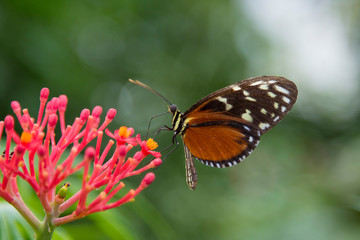 Schmetterling am landen auf einer Pflanze