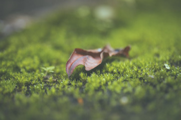 beautiful macro of flower for green background, relax, relief fresh