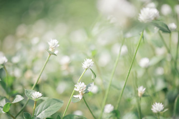 beautiful macro of flower for green background, relax, relief fresh