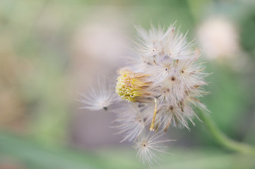 beautiful macro of flower for green background, relax, relief fresh