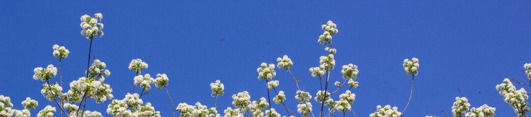 banner of Blooming cherry tree branches with a blue sky