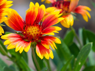 Beautiful Blanket Flower of the Desert