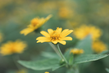 Obraz premium beautiful macro of flower for green background, relax, relief fresh