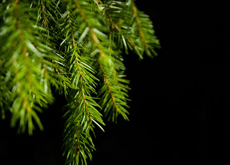 Spruce branch on a dark background