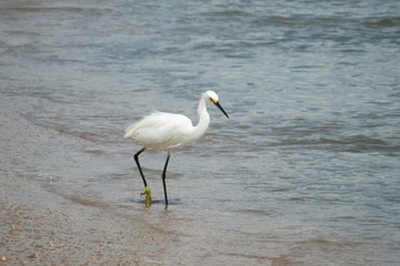 White heron fishing on ocean shore in Florida beach