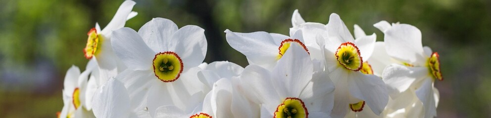 Fototapeta na wymiar banner of Bouquet of small white daffodil