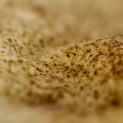 closeup of pita