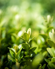 green leaves on background