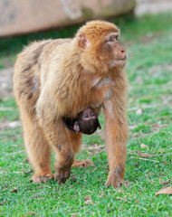 Gibraltar monkey baby sucking off her mother's tit