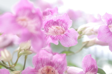 Fototapeta na wymiar The pink flowers in bloom