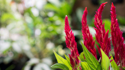 fire flower of celosia plant detail object