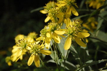 Yellow Flowers