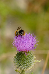 bee on flower
