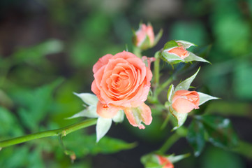beautiful rose flower in morning dew from my garden