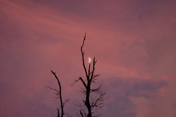 Moon and tree