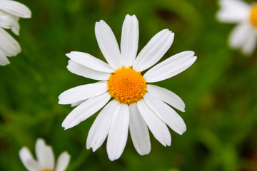 Obraz premium Chamomile daisy white flower 