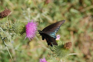 Butterfly and flower