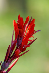 Obraz premium red flower