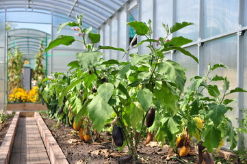 plants in greenhouse