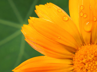 Marigold flower on a background of green leaf of nasturtium. Close-up