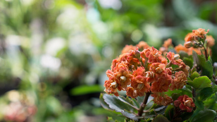 the yellow tangetes in bloom