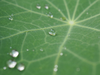 Raindrops on a leaf of nasturtium. Background image with lowered contrast. Close-up