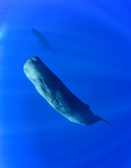 Fototapeta premium Sperm Whales