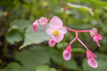 Fototapeta na wymiar ピンクが可愛いシュウカイドウの花をクローズアップ