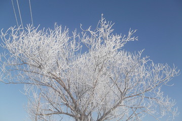 Зимний лес. Снег.