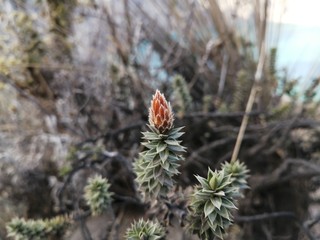 butterfly on pine branch