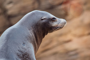Californian sea lion in close-up