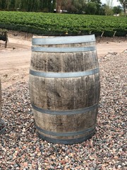 Barrel near grape vines