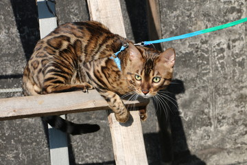 portrait of a Bengal cat on a wooden staircase in the village