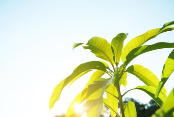 Young tree branch with young green leaves against blue sky. Copy space